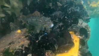 Underwater ecosystem in windfarm area