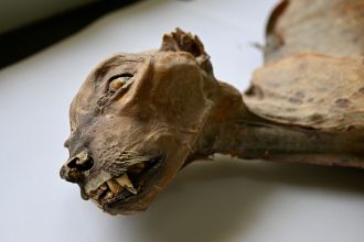 One of the mummified cheetahs preserved in a laboratory