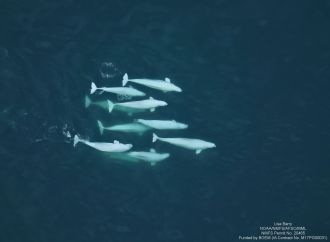Beluga whales