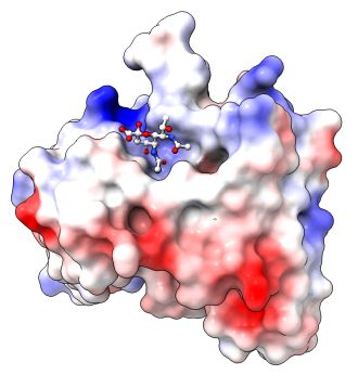 Representation of the antibody binding the Pse sugar