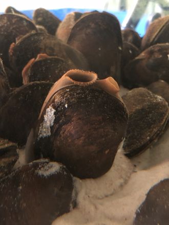 Carter’s freshwater mussel