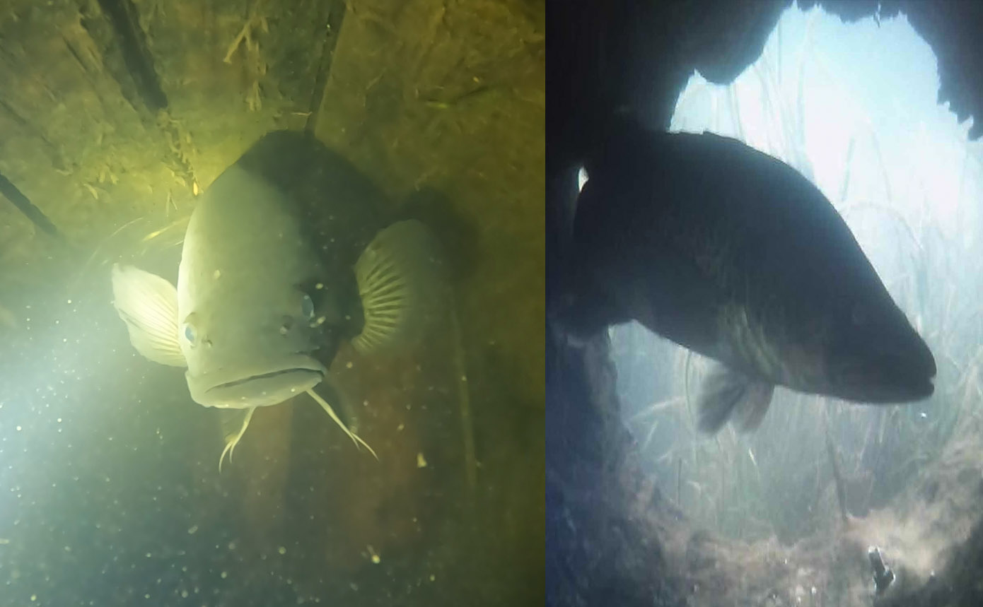 Mary River cod using the artificial log habitats. Photo: Nathaniel Larsen, MRCCC.