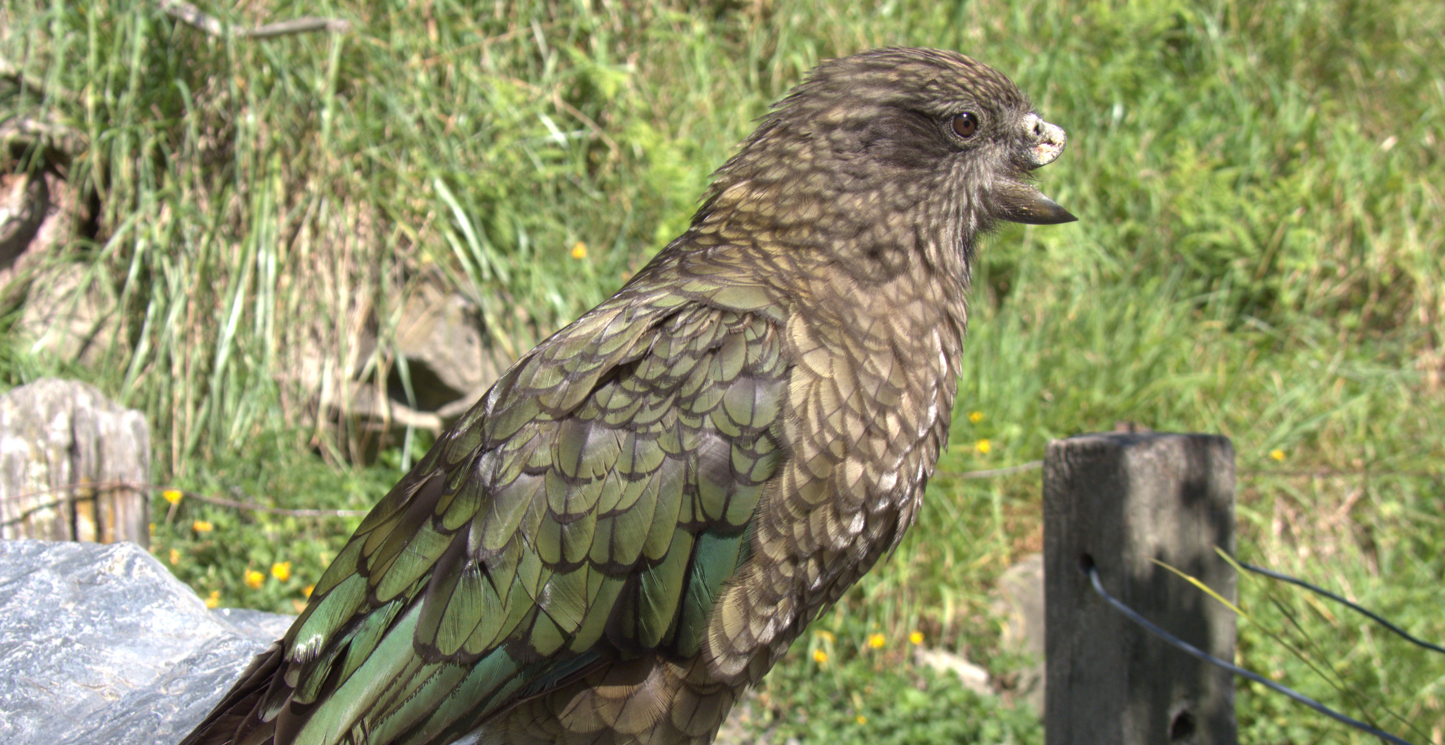 Bruce the kea is missing his entire upper beak. Credit: Alex Grabham