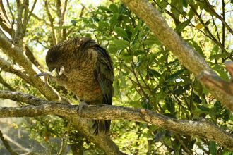 Kea 5