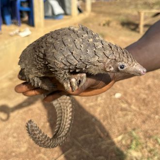 White-bellied pangolin displayed by a local vendor