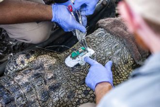 The research team tagging a crocodile.