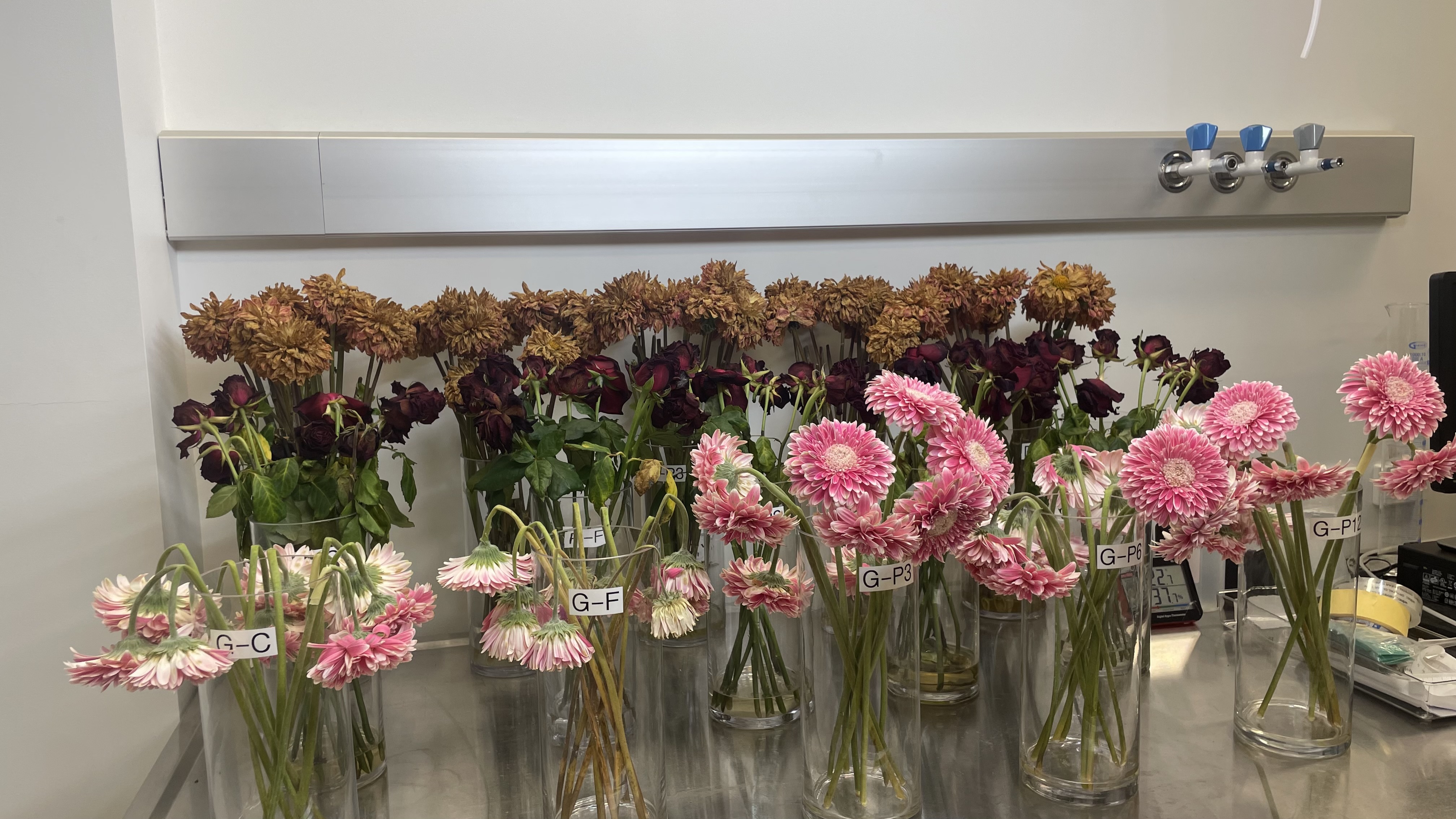 Day 14 of the experiment saw clear results showing the plasma-treated flower groups (on the far right) largely maintained their freshness. Sophie Gurevich / Griffith University
