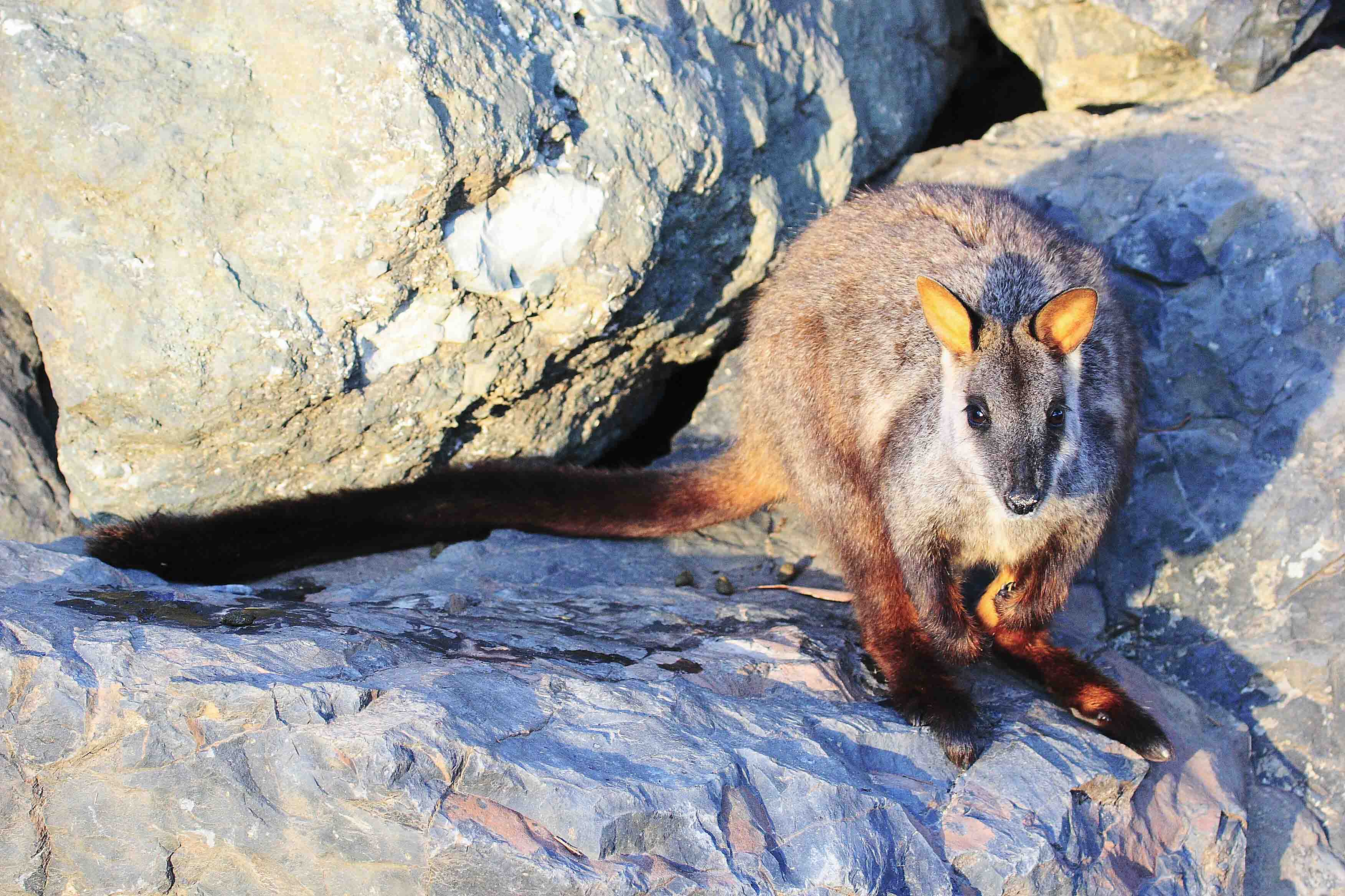A brush-tailed rock-wallaby. Credit: Adelaide University.