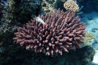 Acropora spathulata colony Contrariete Islet Reef at New Caledonia