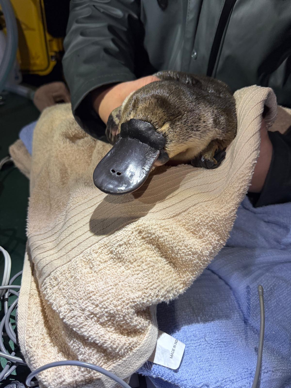 The reintroduced platypus population in Royal National Park has now grown to 20 known individuals. Photo: UNSW Centre for Ecosystem Science
