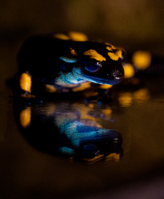 Salamander glow
