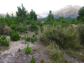 Wilding pines invading conservation land
