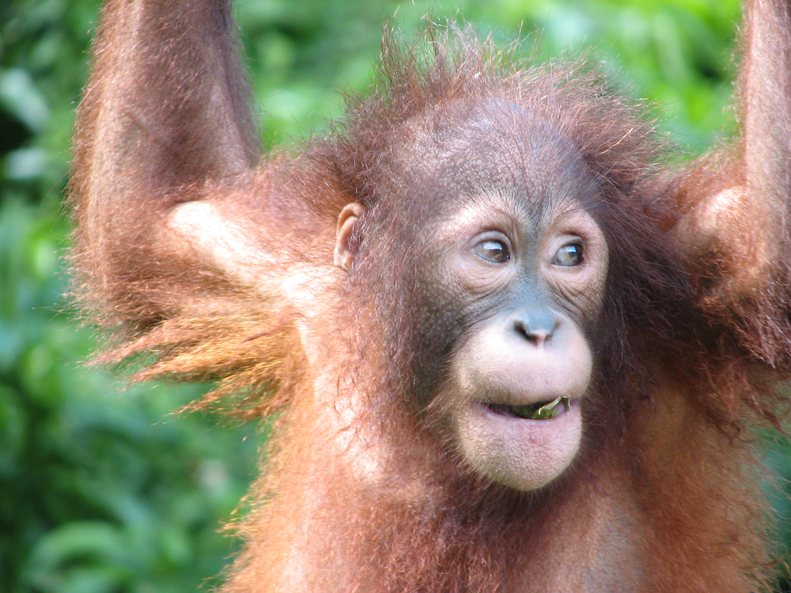Orangutan. Credit: Marina Davila-Ross.