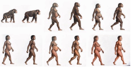 University of Sydney researchers developed a model spanning approximately four million years of human evolution to examine whether dietary carbohydrates could meet the increasing glucose demands of a growing brain. Credit: Dennis Della Corte/University of Sydney