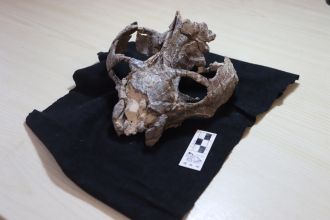 Fossilised skull of Chiniquodon theotonicus