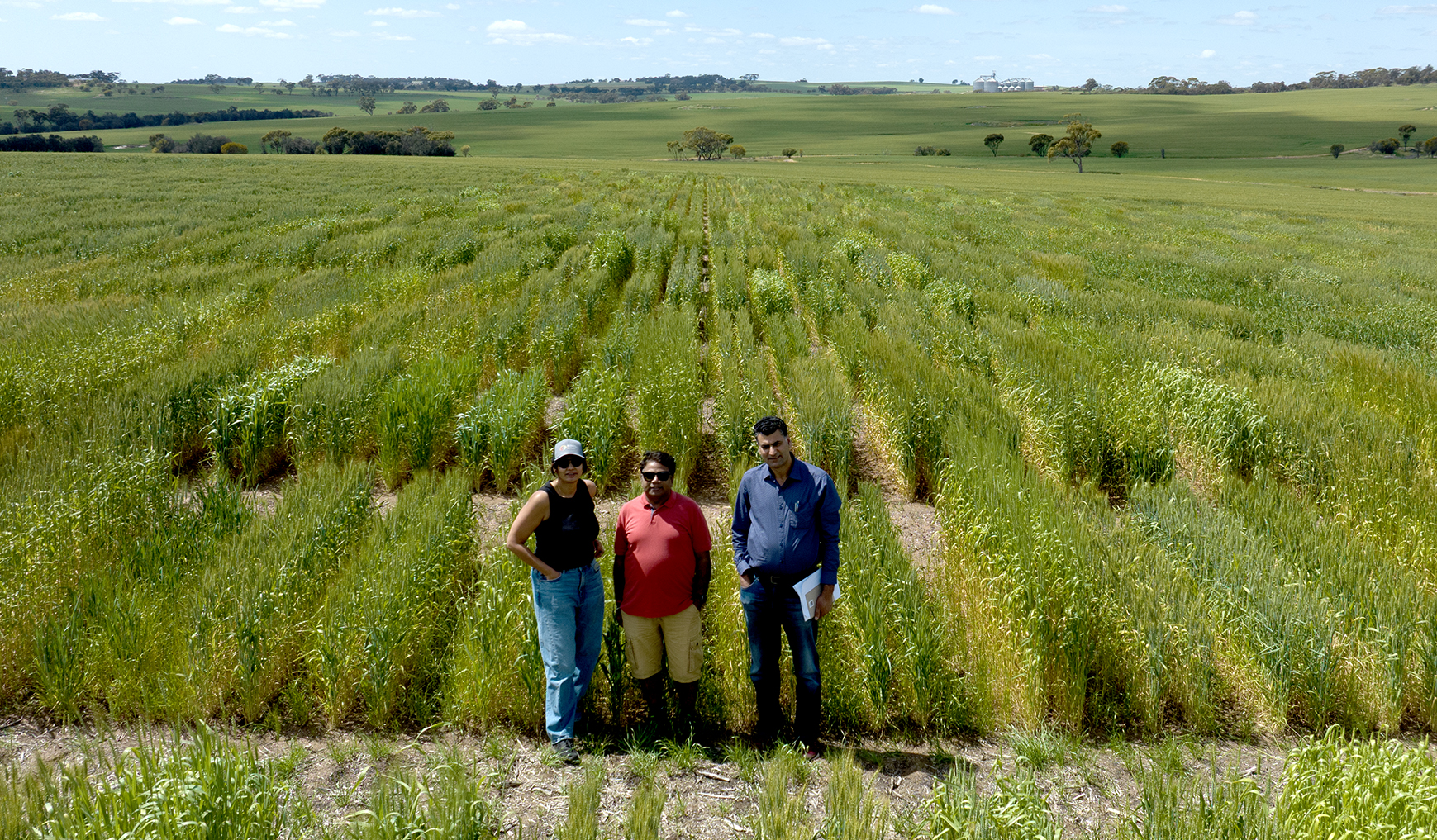 Drone shot of CCFI contributing authors at a field trial for wheat research in Western Australia. L-R: Prof Rajeev Varshney, Anu Chitikineni and A/Prof Reyazul Rouf Mir. 