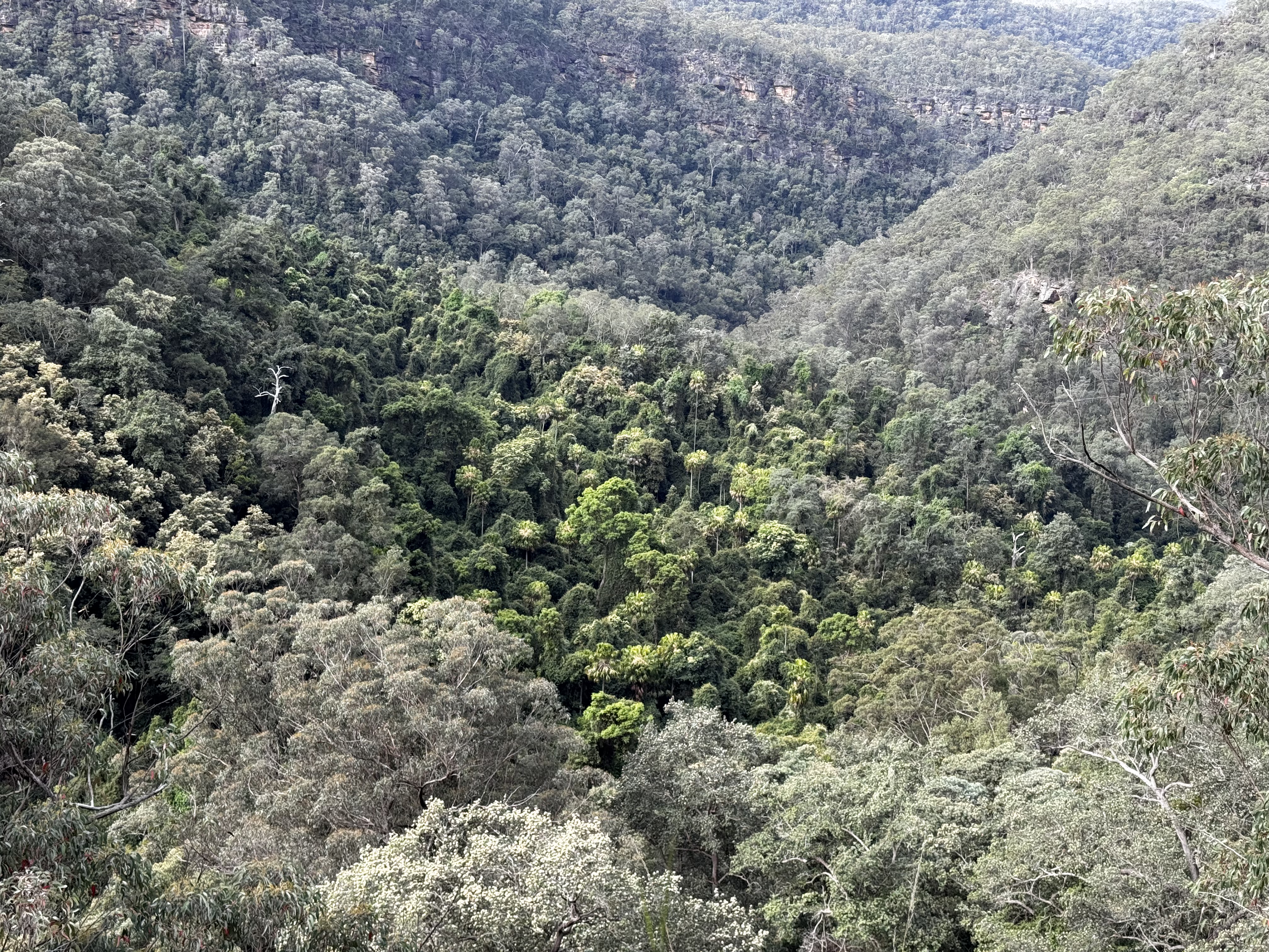 Previously unmapped rainforests hidden in remote gullies of the Greater Blue Mountains World Heritage Area. Photo credit: Eli Bendall