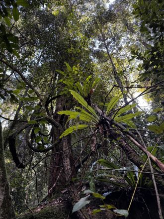 Rainforest complexity