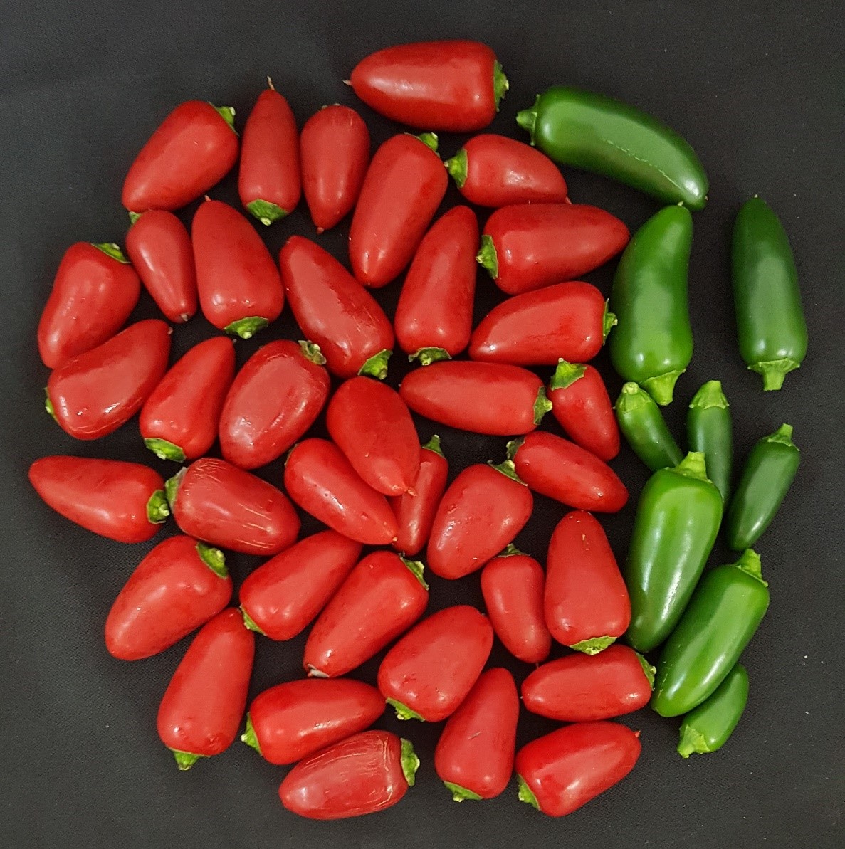This image shows Jalapeño peppers (a cultivated variety of Capsicum annuum) CREDIT Emmanuel Rezende Naves
