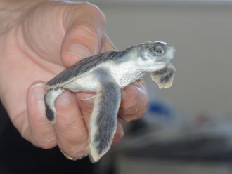 Flatback turtle hatchling