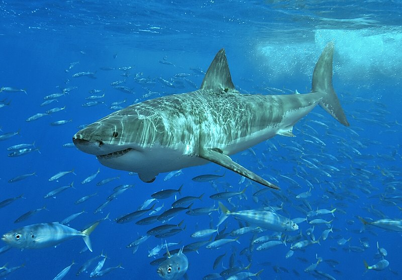 A white shark (Carcharodon Carcharias). Credit: Wikimedia Commons