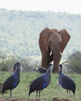Vulturine guineafowl