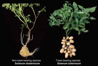 Non tuberous and tuberous potato species