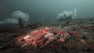 Dead sunflower sea star 2
