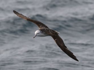 Shearwater