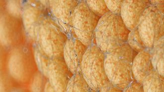 UNSW research has shed light on how cells in the body manage and store fat, potentially offering new insights into health. In the study, the researchers identify a crucial protein, named CHP1, that acts as a central director in this process - which could help research into conditions related to abnormal fat storage