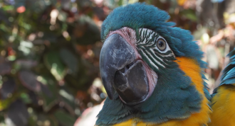 A lone macaw stares the camera down.