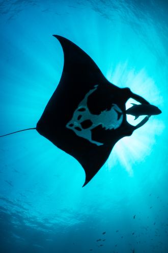 Aroha manta