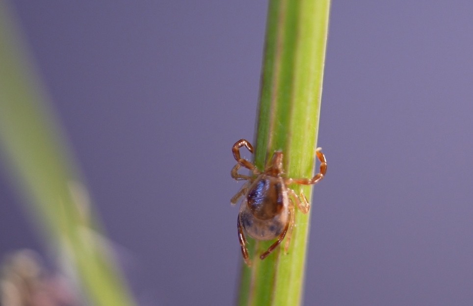 The University of Queensland