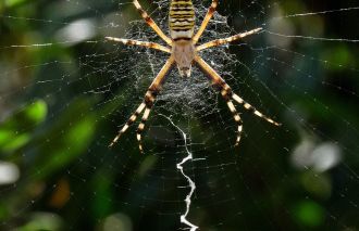 The purpose of extra patterns on some spiderwebs has been a long-standing mystery, but international researchers believe they may function as some kind of prey detection system. Known as stabilimenta, these patterns often look like zig-zagging threads or a circular platform near the centre of an orb-weaving spider's web. The researchers tested a theory that these patterns may help spiders sense when and where a prey has been caught by observing the shapes of webs constructed by wasp spiders, then simulating how the stabilimenta would change the way vibrations travelled around the web after the impact of a flying insect. They say some waves of vibrations travelled further as a result of the stabilimenta, suggesting these patterns may help spiders better pinpoint where they will find their next meal.