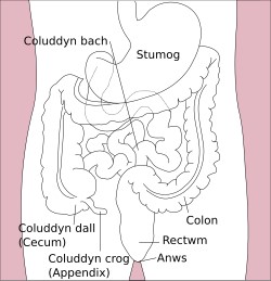 Stomach colon rectum diagram-cy.svg. Credit: Llywelyn2000, Creative Commons Attribution-Share Alike 4.0. https://commons.wikimedia.org/w/index.php?search=colon+cancer&title=Special%3AMediaSearch&type=image