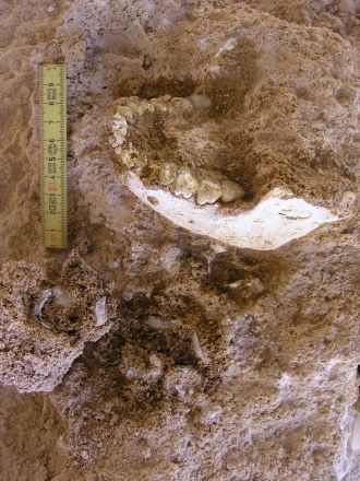The mandible ThI-GH-10717 during the excavation