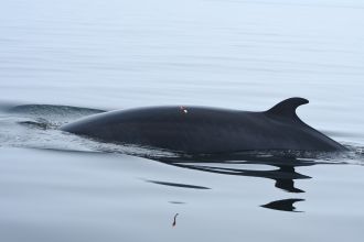 Minke whale