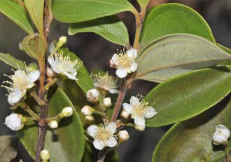 A recently identified tree species in Queensland has been given the name ‘zombie’ by scientists who say ambitious assistance is needed to reverse its ‘living dead’ status.