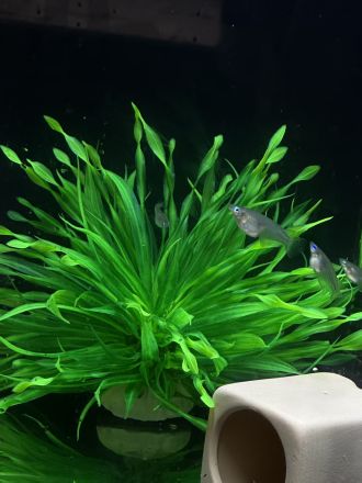 Nanoplastic exposure can impair the cognitive abilities of fish and could lead to significant impacts on marine species’ ability to survive, according to a new study by international and Australian researchers. The stusy explored the impact of nanoplastics on the cognition and adaptability of the marine medaka (Oryzias melastigma).