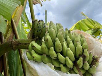 Scientists have pinpointed crucial genetic resistance to a fungal disease which threatens the global banana supply in a wild subspecies of the fruit.In a valuable step forward for banana breeding programs, Dr Andrew Chen and Professor Elizabeth Aitken from The University of Queensland have identified the genomic region that controls resistance to Fusarium wilt Sub Tropical Race 4 (STR4).