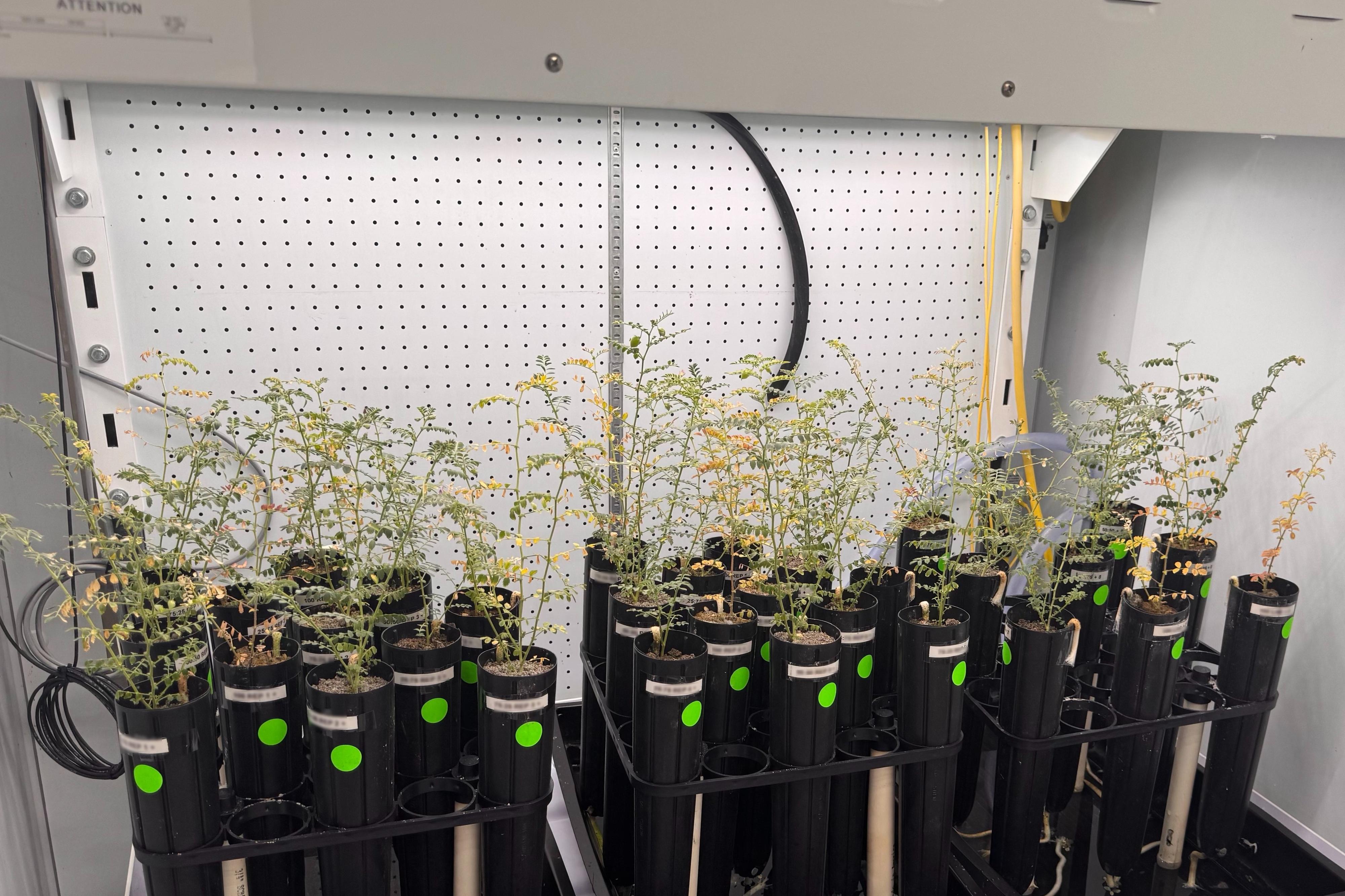 Chickpea plants growing in a variety of the investigated lunar soil simulant mixtures. Some of the plants are exhibiting signs of stress, including yellowing to the leaves. Credit: Jessica Atkin.