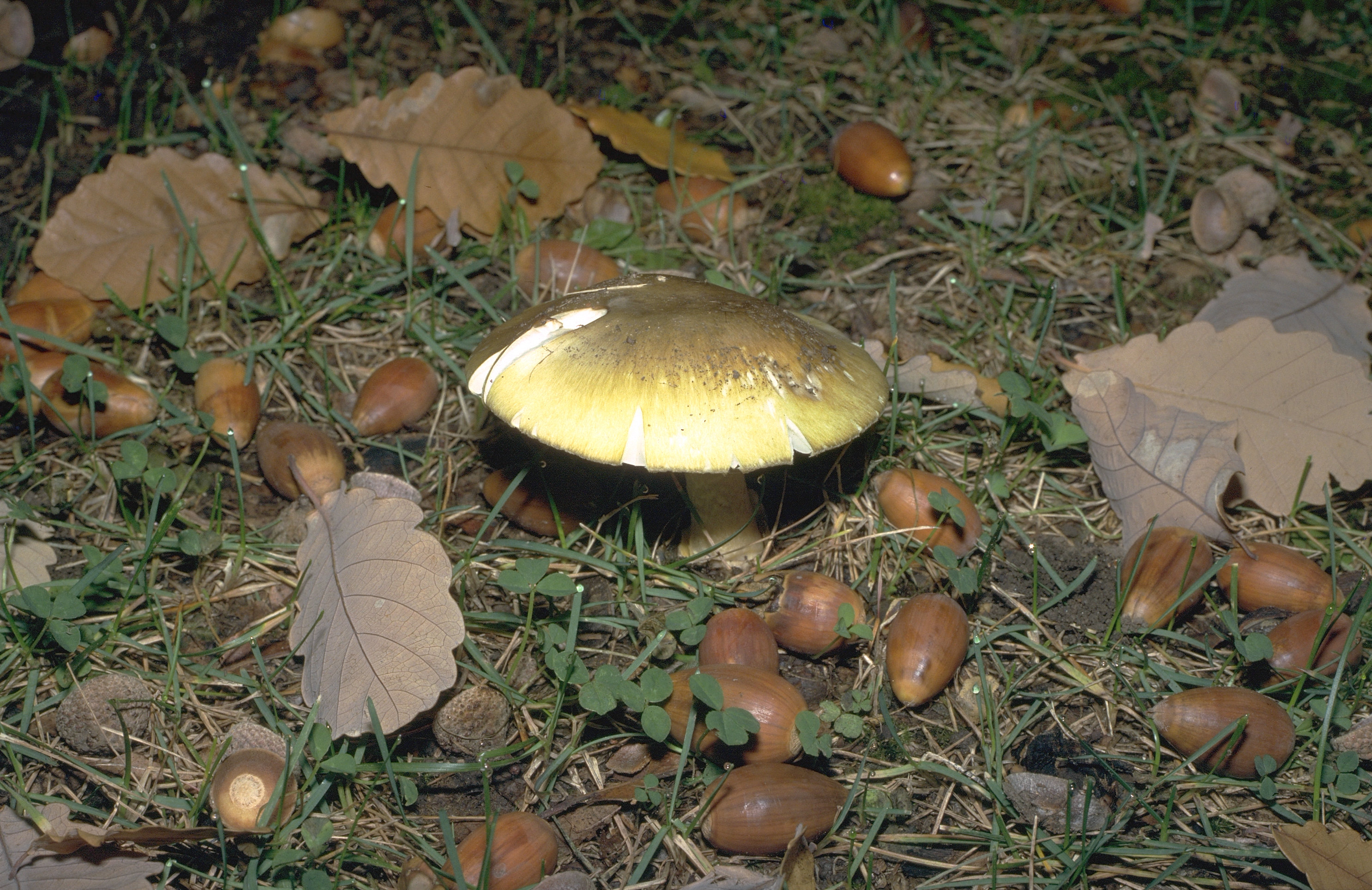 Mature Deathcap courtesy Australian National Botanic Gardens