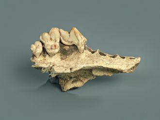 Maxilla of the domesticated dog from the Kesslerloch cave