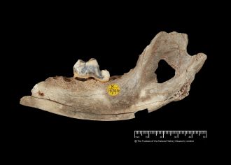 14,3000-year-old dog jawbone from Gough's Cave
