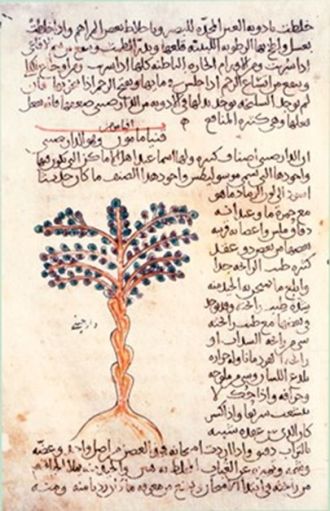 Cinnamomum tree 