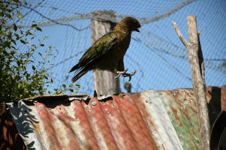 Kea 10