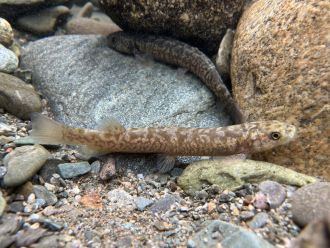 Kōaro from fish survey