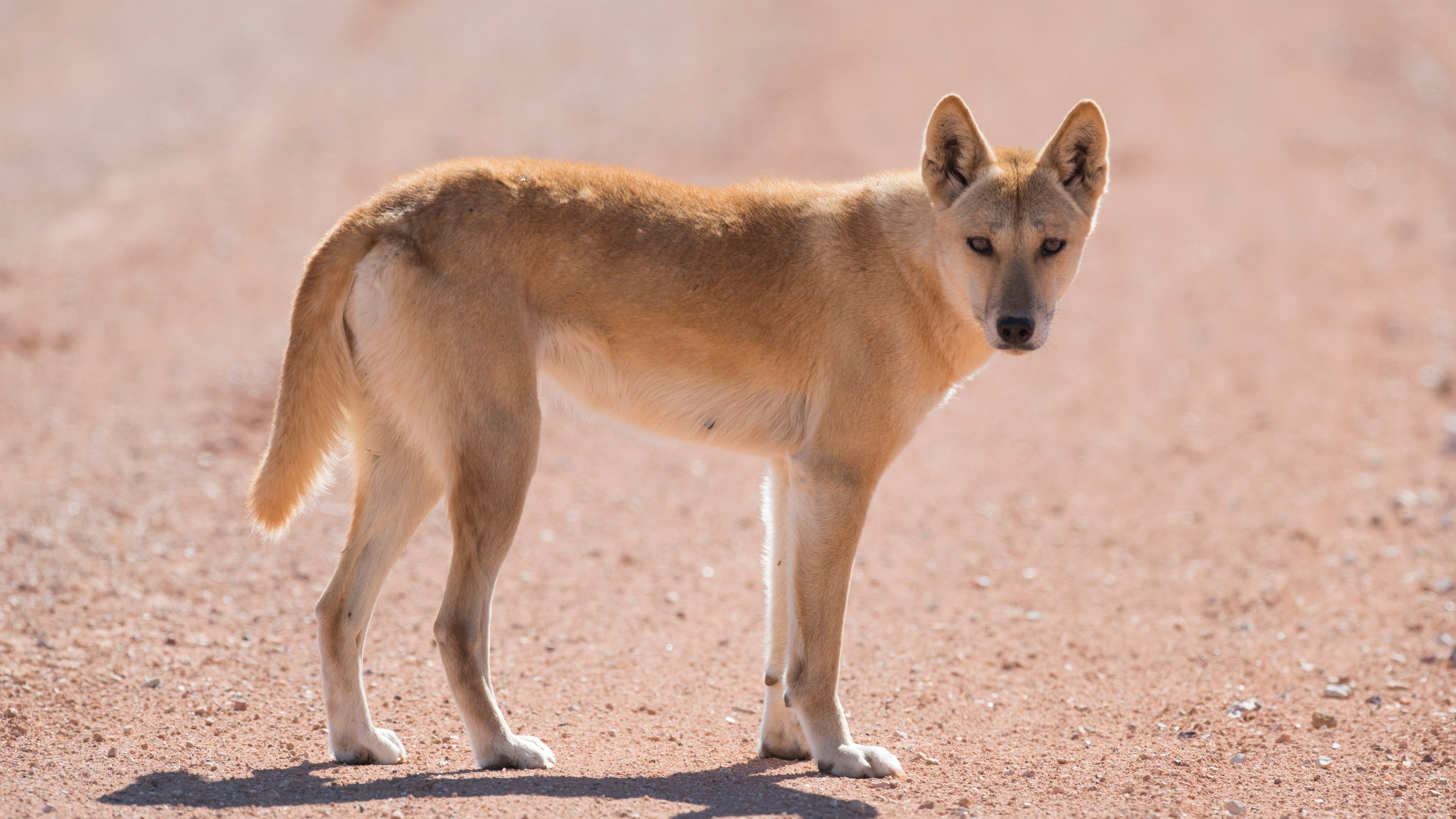 Dingo_credit adobe stock 