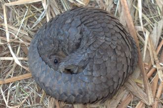 White-bellied pangolin rescued in the Democratic Republic of Congo