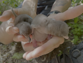 Hoiho chicks 1